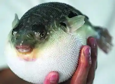 河豚鱼图片河豚鱼吃了会死么