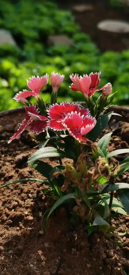 石竹花别名洛阳花石柱花等风水寓意促进感情和谐有利婚恋运势青春永驻