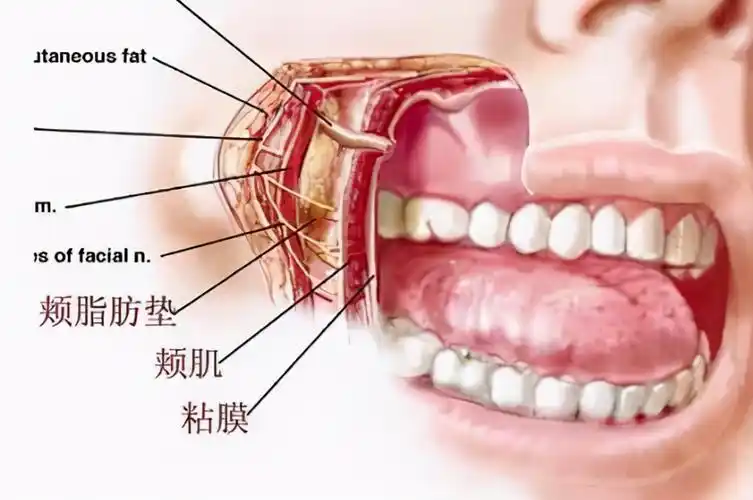 堆积脂肪的部位主要有下颌缘,双下巴,还有就是鼻唇沟/法令纹这些部位