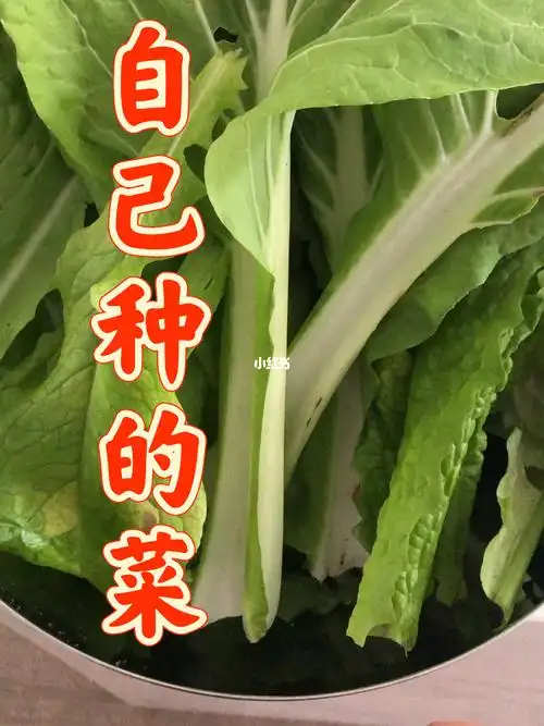 自己种的菜掰叶子吃冬天长这么好也还行