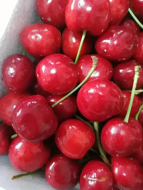 正宗烟台大樱桃10元一斤