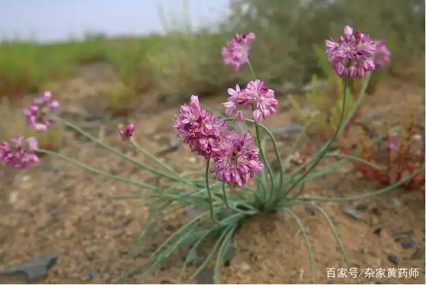 荒野维生野菜系列——沙葱