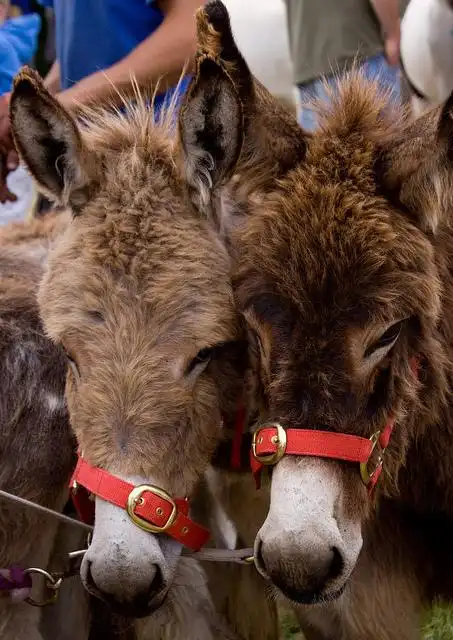 pair of donkeys | flickr – 相片分享!