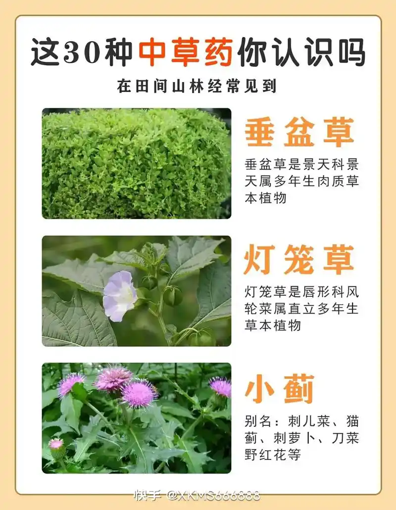 农村常见的中草药,小野果,野菜大全!#图文新星计划 #涨知识 - 抖音