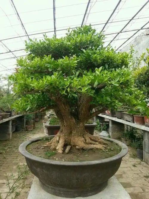 精品黄杨盆景,每个玩家的必备