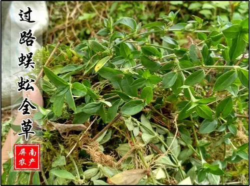 野生新鲜摊地蜈蚣 过路蜈蚣 金毛耳草 黄毛耳草 干货中药材