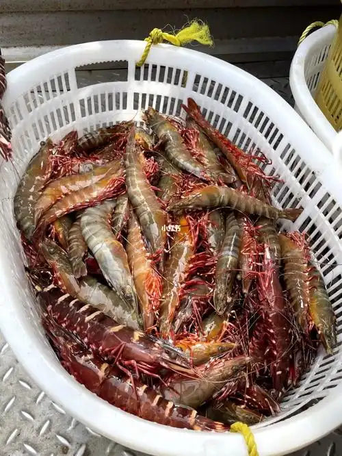 这红爪虾08简直太6…不好吃回来骂我!