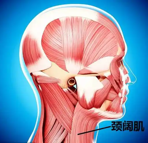 ▼ 解剖位置颈阔肌位于颈部深筋膜中,为皮肌,可以使嘴巴向下伸张,属于