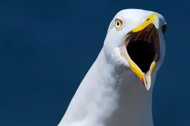 dublin seagulls banned from guinness brewery due to concerns for