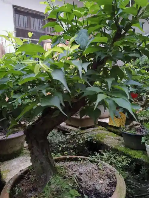 卖花渔村原生梅花绿萼老桩盆景梅桩盆栽白梅时令草本花卉