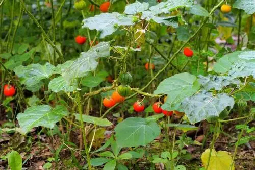 水茄中药材水茄