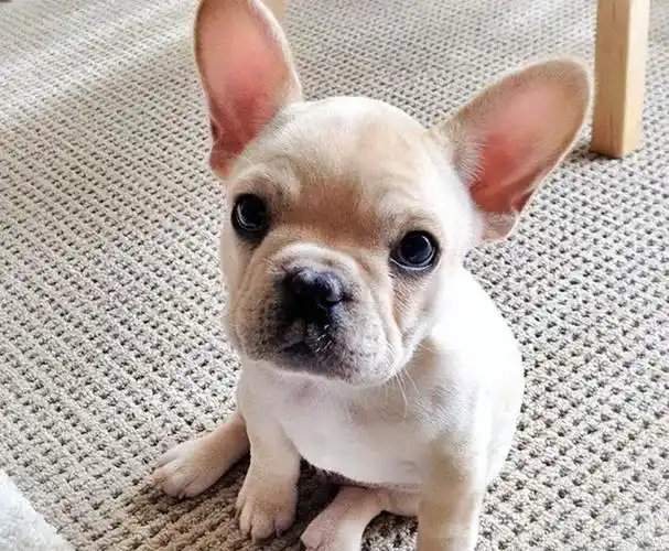 法国斗牛犬图片大全(斗牛犬卡通图片可爱)-优优宠物网