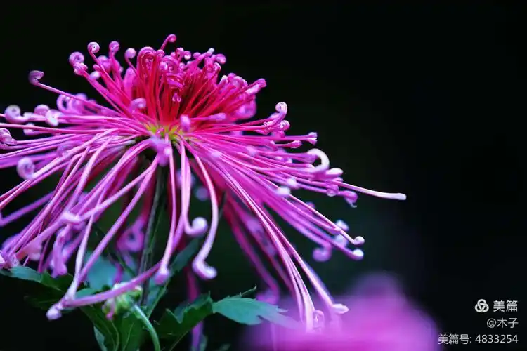 一起来欣赏最美的菊花吧!