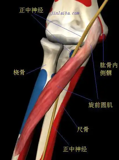 腕管综合征与旋前圆肌综合征的相同与不同之处