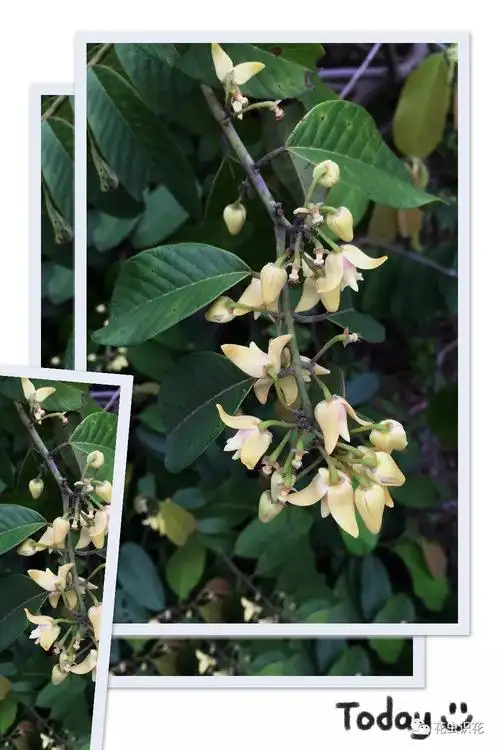 黑风藤(番荔枝科 瓜馥木属)