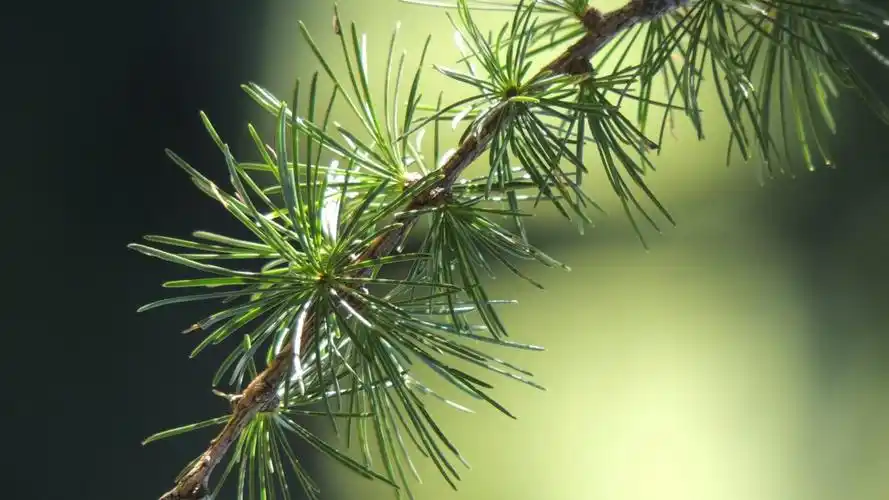 新鲜的绿色,使人们感到高兴,用作桌面壁纸可以减轻您的眼睛疲劳!