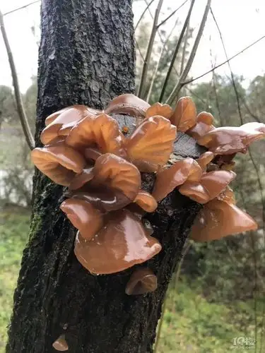 雨后小树林里长了好多蘑菇和鲜木耳木耳看着很诱人