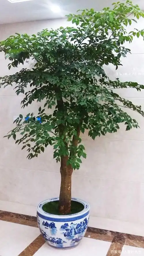 幸福树一盆应该种几棵?