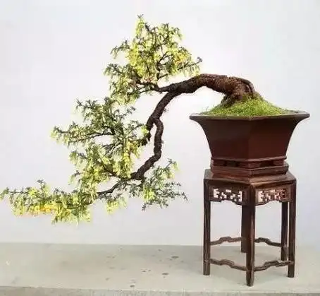 盆景界四大家七贤十八学士你都知道吗