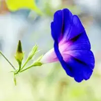 好看的喇叭花头像图片花色鲜艳美丽小清新