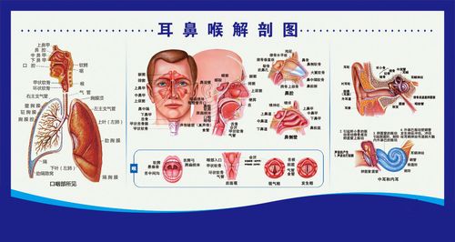 756海报印制展板写真喷绘815五官科耳鼻喉解剖图