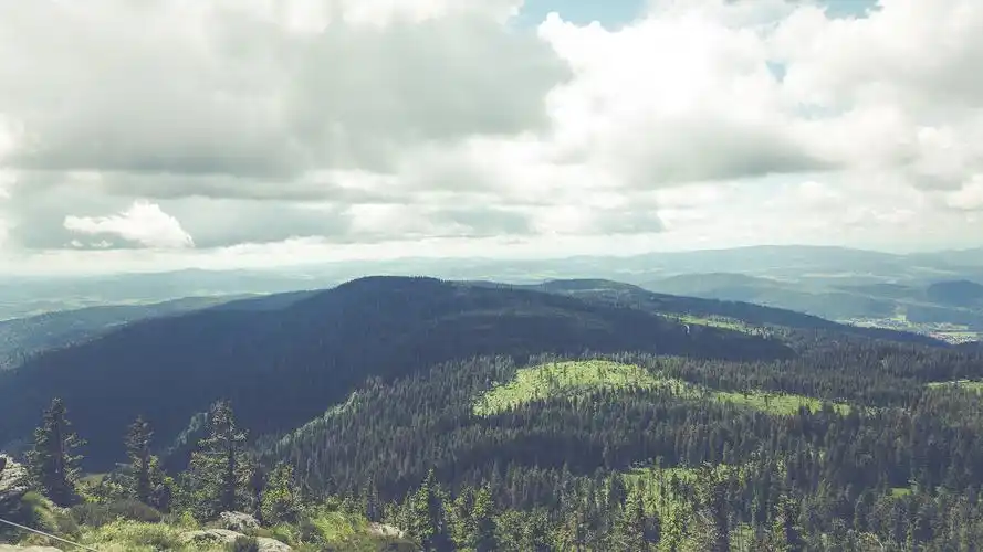 茂盛的森林摄影高清宽屏桌面壁纸