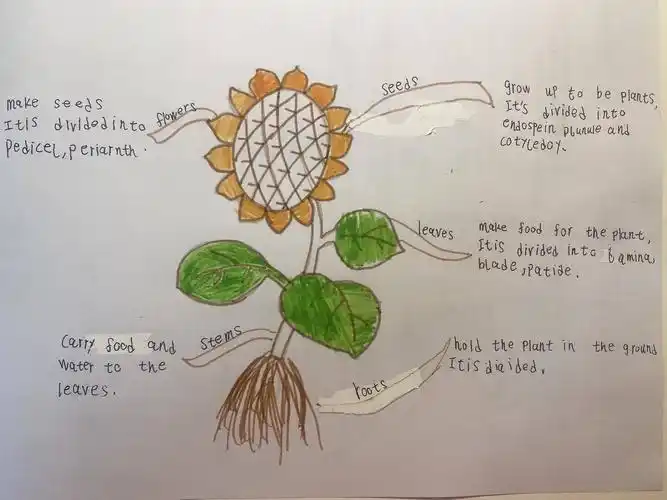 其它 优秀英语作业展 写美篇  同学们,本周末大家做了"英文植物"手