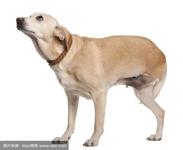 三条腿的混血狗,11岁,站着