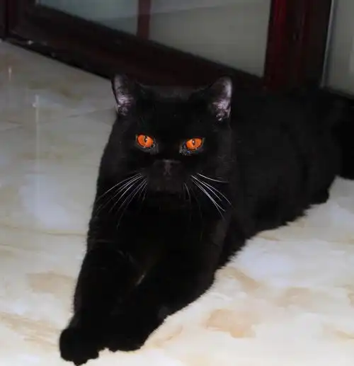 黑色英国短毛猫蹲个家长