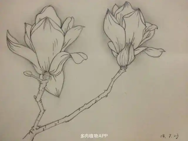 素描简笔画画植物