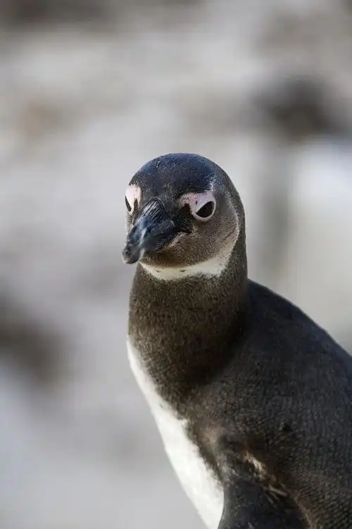 penguin colony cape town