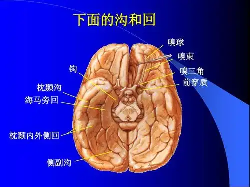 枕颞内外侧回 侧副沟