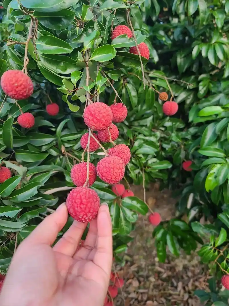 凤花荔枝果实圆球形或近圆形,蒂平,果壳厚韧,深红色 - 抖音