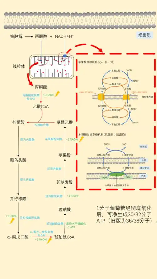 一图get葡萄糖的有氧氧化