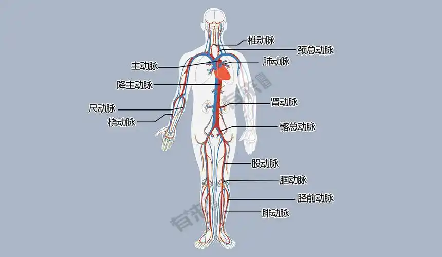 动脉遍布全身各处,靠近心脏的动脉,被称为大动脉,包括主动脉,肺动脉
