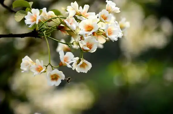 满山的桐油花开了