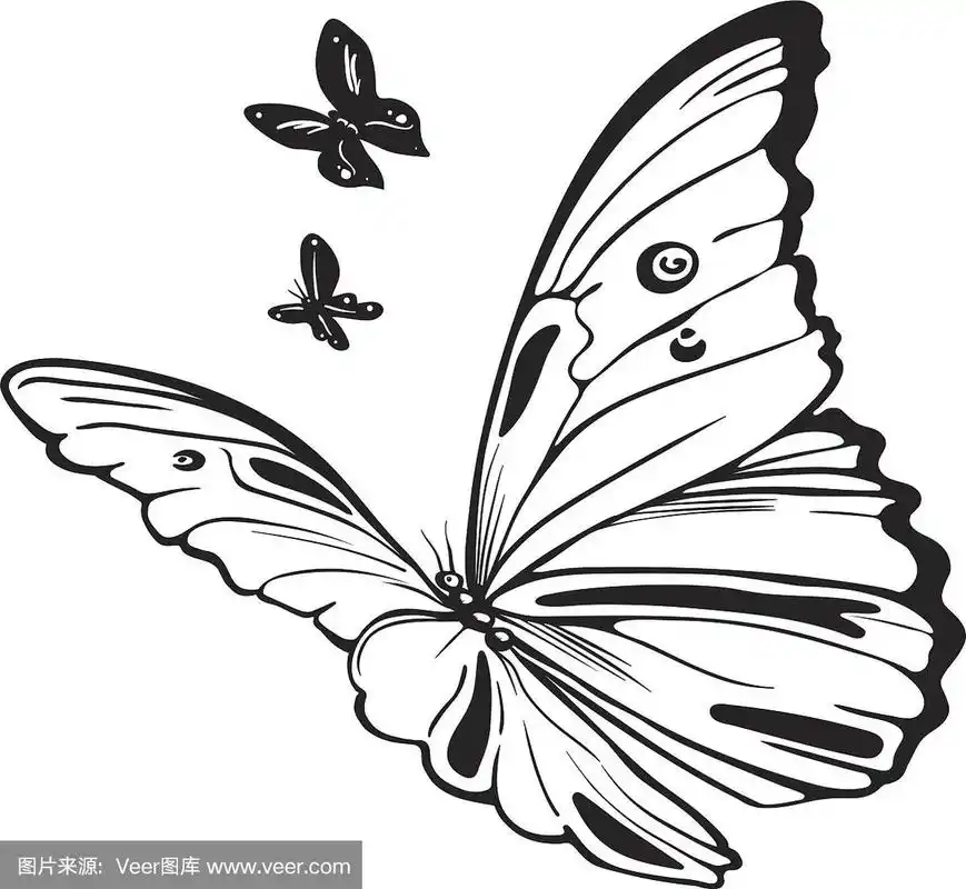 蝴蝶黑白相间