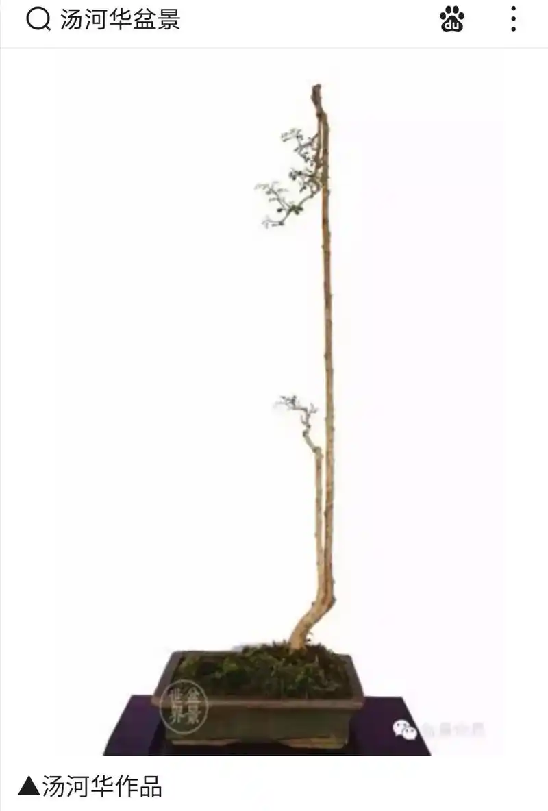 岭南盆景九里香.#一花一木一世界一叶一树一菩提 #盆景艺术分 - 抖音