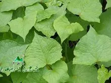 开胃特效野生野兰荞