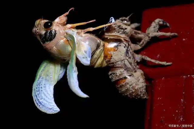 金蝉脱壳,据说全世界没几个人目睹全过程!