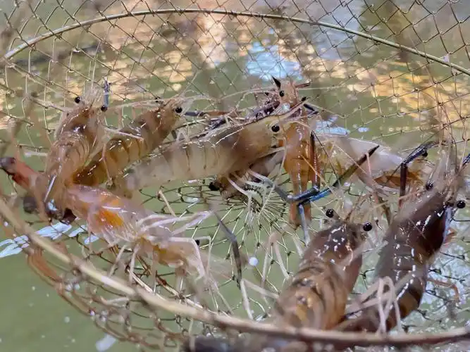 广州zui良心钓虾场