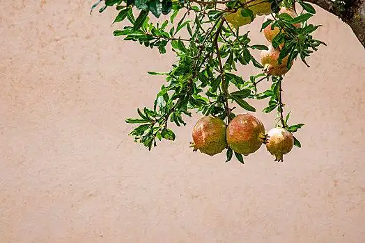 水果图片_水果图片大全_水果图片素材