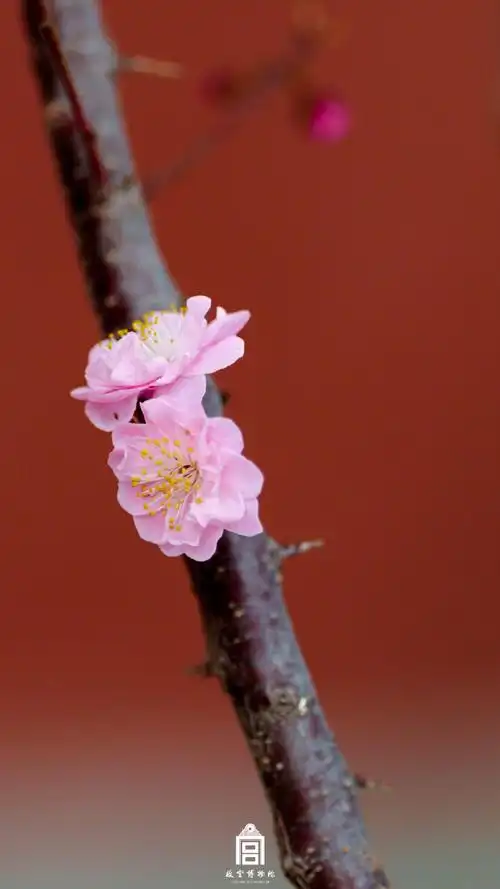 故宫梅花壁纸上新##花开种花家