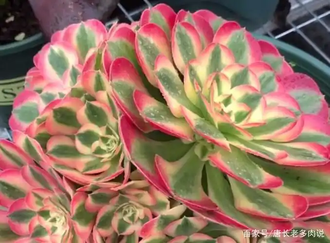 美杜莎,欧佳丽,粉女巫,三款多肉法师锦比美,你更中意谁?