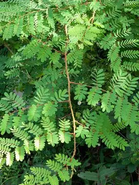 豆科植物云实药用植物云实云实开花云实花朵云实黄色