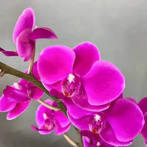 带花带盆婚礼伴手礼送礼别墅客厅茶桌书房简约艳蝴蝶兰满天红