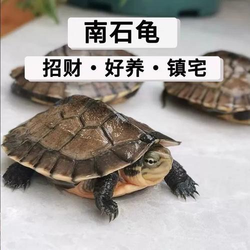 南石金钱龟小乌龟送龟粮外塘家养纯种越南金龟钱龟正宗南石龟活体