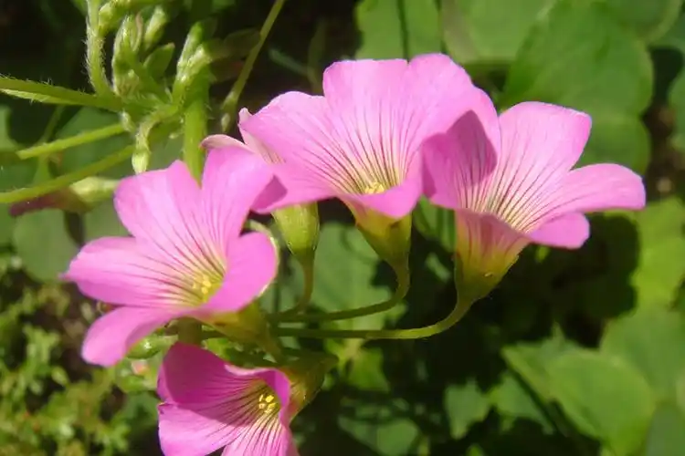 一缕阳光下的大花酢浆草