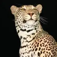 豹子头像霸气图片大头_微信头像图片大全