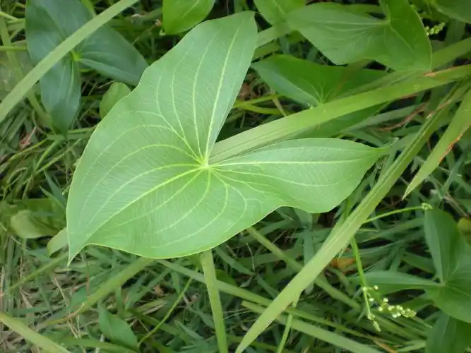 (2011-11-21 12:46:34)茨菰别名:慈菇,剪刀草,燕尾草科属:泽泻科,慈姑